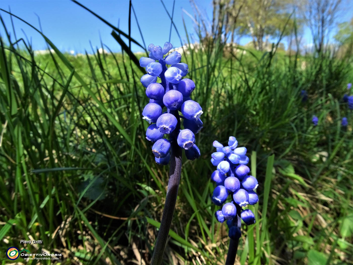 24 Bei fiori di Muscari (Muscari botryoides).JPG